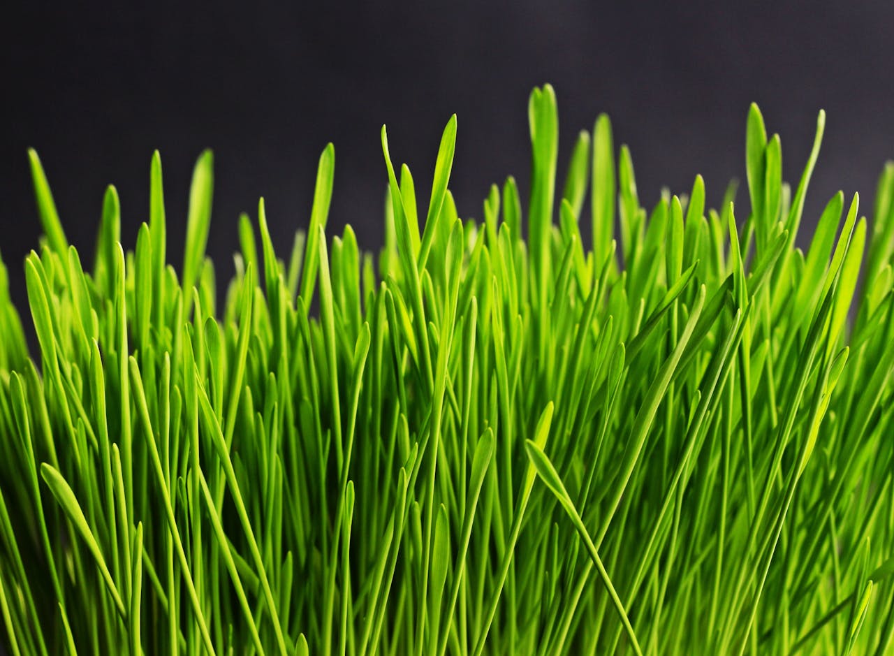 Bright green wheatgrass with tall blades against a dark backdrop, showcasing natural growth and freshness.