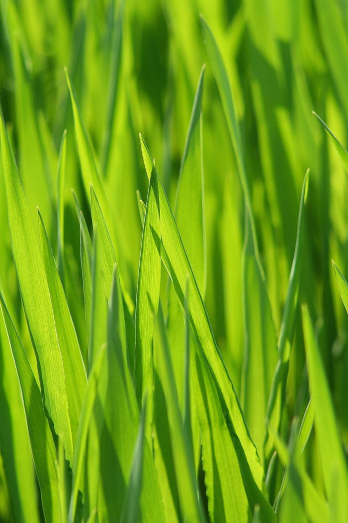 Close-up of vibrant green grass blades in a macro perspective depicting nature's beauty.
